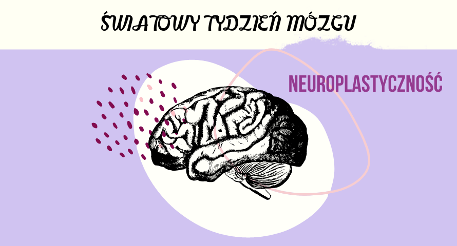 Tajemniczy mózg. Neuroplastyczność